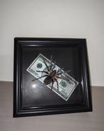 Lasiodora parahybana Taxidermie wandmontage - Lasiodora