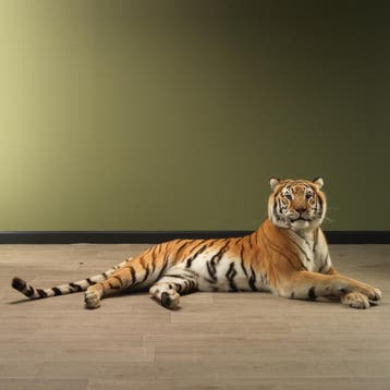 Tijger Liggend Taxidermie Opgezette Dieren By Max, Ophalen of Verzenden, Nieuw, Wild dier, Opgezet dier