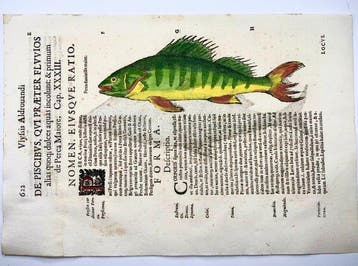 Aldrovandi; Fish, Perch & Roach - Folio with 2 hand coloured, Antiek en Kunst