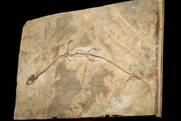 Zeereptiel - Gefossiliseerd dier - Hyphalosaurus sp. - 14.5