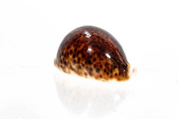 bijzonder patroon $$$ GEM $$$ Topstaat $$$ zeldzaam/RARE -, Nieuw