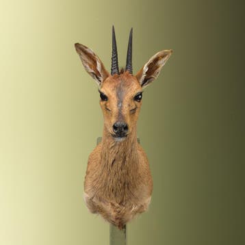 Duiker Taxidermie Opgezette Dieren By Max, Ophalen of Verzenden, Opgezet dier