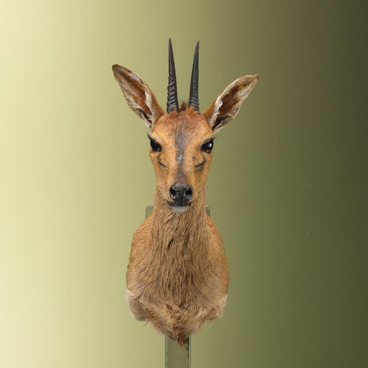 Duiker Taxidermie Opgezette Dieren By Max, Collections, Collections Animaux, Enlèvement ou Envoi