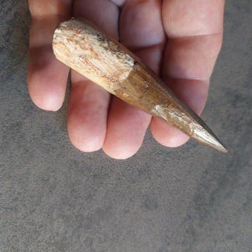 Dinosaure - Dent fossile - Spinosaurus aegyptiacus - 80 mm -