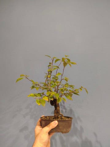 bonsai van een perzikboom - Hoogte (boom): 25 cm - Diepte