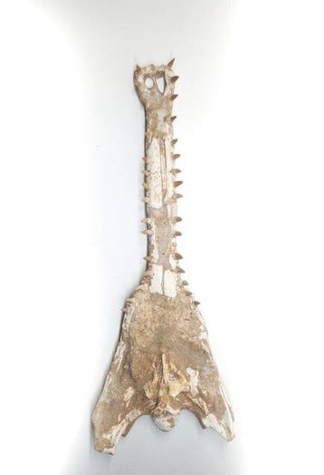 Zoutwaterkrokodil - Fossiele schedel - Dyrosaurus, Verzamelen, Mineralen en Fossielen