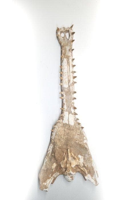 Zoutwaterkrokodil - Fossiele schedel - Dyrosaurus, Verzamelen, Mineralen en Fossielen