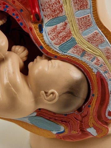 Anatomisch model - kunststof - 1980-1990 - Doorsnede