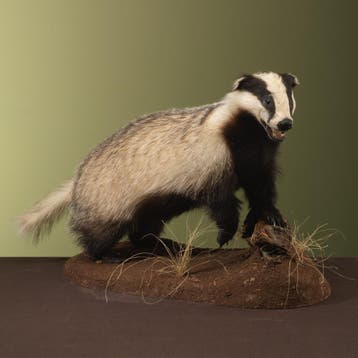 Das Taxidermie Opgezette Dieren By Max, Verzamelen, Dierenverzamelingen, Ophalen of Verzenden, Nieuw, Wild dier, Opgezet dier