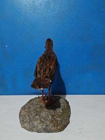 Porciglione Support de corps entier pour taxidermie - Rallus