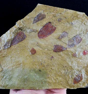 Primitieve spons – uitzonderlijk behoud!!! - Gefossiliseerd