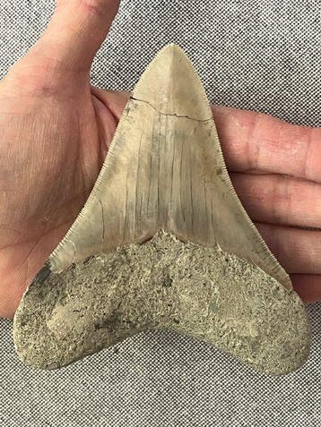 Megalodon-tand 12,3 cm - Fossiele tand - Carcharocles, Verzamelen