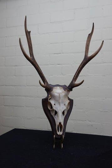 Sika Deer Schedel met gewei - Cervus nippon - 28 cm - 54 mm, Verzamelen, Nieuw