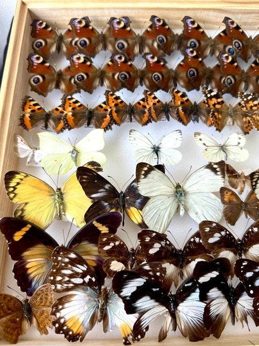 Grande collection scientifique de papillons Vestergaard - 71, Collections, Collections Animaux
