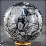 Zeldzame natuurlijke orthoceras-bal – Fossile elegantie in, Verzamelen