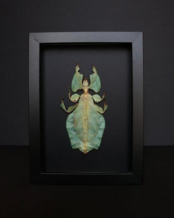 Phasme feuille Support de corps entier pour taxidermie -