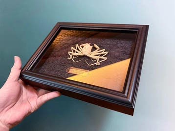 Krab Taxidermie wandmontage - Homolomannia sibogae - 18 cm -, Antiek en Kunst