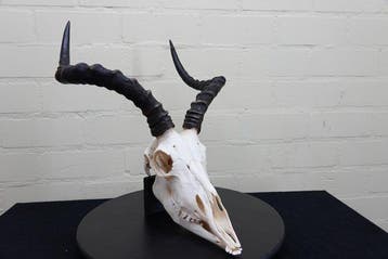 Large African Impala Schedel - Aepyceros melampus - 0 cm - 0, Verzamelen, Nieuw