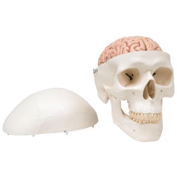 Anatomisch model schedel met hersenen ST-ATM 15, Verzenden