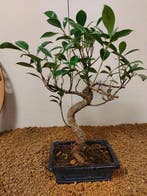 Vijgenboom bonsai (Ficus) - Hoogte (boom): 33 cm - Diepte