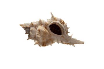 Siratus articulatus (100 mm) - WERELDRECORDGROOTTE - GEM +