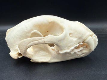 Wolverine/Carcajou Schedel - Gulo Gulo - 8 cm - 10 cm - 16, Verzamelen, Nieuw