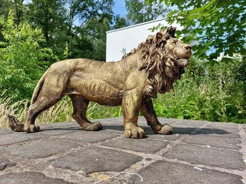Beeld, Beeld, 60 cm long statue of golden bronze lion - 32, Antiquités & Art