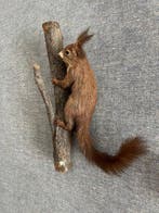 Red Squirrel - Taxidermie wandmontage - Sciurus vulgaris -, Verzamelen, Dierenverzamelingen, Nieuw
