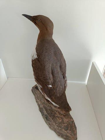 Gewone alk Taxidermie volledige montage - Uria aalge - 33 cm, Nieuw