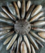Enorme fossiele zee-egel van hoge kwaliteit!!! - Schelp met