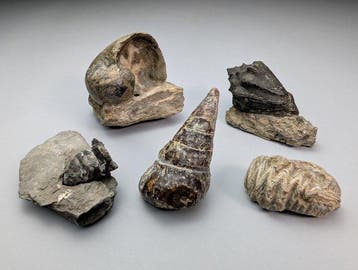 Fantastische fossiele slakkenhuizen - Gefossiliseerde schelp, Verzamelen