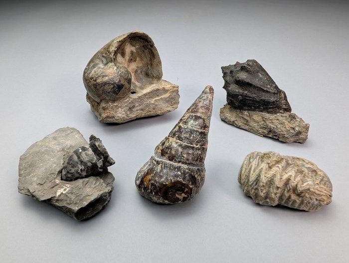 Fantastische fossiele slakkenhuizen - Gefossiliseerde schelp, Verzamelen, Mineralen en Fossielen