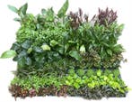 Mix pakket Achtergrond 6 stuks - 5cm pot - aquariumplant, Ophalen of Verzenden, Nieuw, Plant(en), Steen of Hout