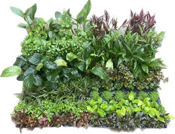 Mix pakket Achtergrond 6 stuks - 5cm pot - aquariumplant, Ophalen of Verzenden, Nieuw, Plant(en), Steen of Hout