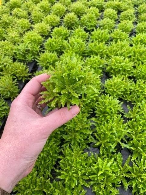 Pogostemon Helferi (Aquariumplanten, Aquarium producten), Animaux & Accessoires, Poissons | Aquariums & Accessoires, Envoi