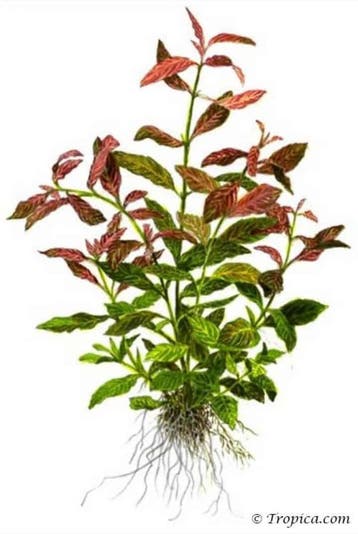 Lagenandra meeboldii Red round in vitro - Copy, Verzenden, Nieuw