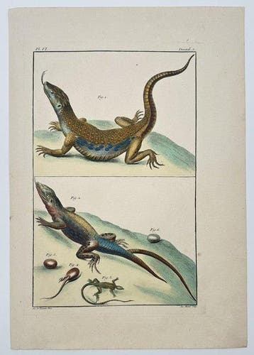 Jacques de Favanne (1716–1770) - Herpetological Study of