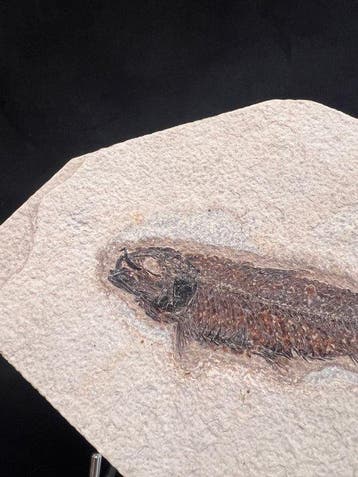 Vis - Fossiel skelet - Knightia eocaena - 12 cm - 18 cm