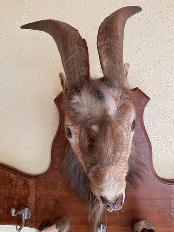 Geit Taxidermie wandmontage - Onbekend - 45 cm - 82 cm - 33