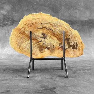 Prachtige snede van versteend hout op een op maat gemaakte