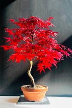 Japanese maple bonsai (Acer palmatum) - Hoogte (boom): 68 cm