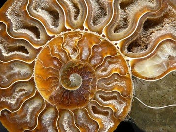 Ammoniet - Gefossiliseerd dier - Aioloceras (Cleoniceras)