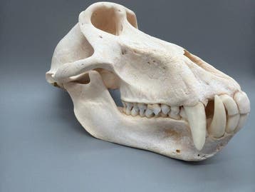 Aap Schedel - Papio Ursinus - 12 cm - 12 cm - 21 cm- CITES, Nieuw