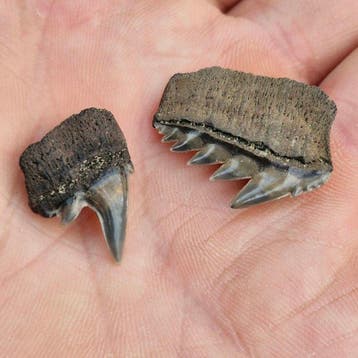 Nice set of fine Fossil Sharks Teeth - Fossiele tanden -
