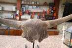 Bison - Crâne fossile - Bison Priscus - 33 cm - 105 cm