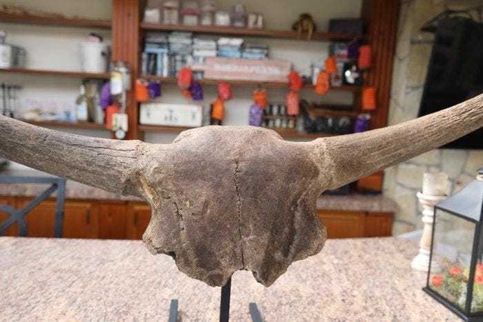 Bison - Crâne fossile - Bison Priscus - 33 cm - 105 cm, Collections, Minéraux & Fossiles