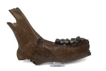Elan irlandais - Mâchoire fossilisée - Megaloceros giganteus
