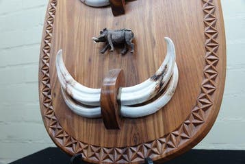Large African Warthog Tand - Phacochoerus africanus - 60 cm