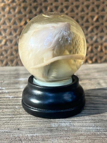 Muis Taxidermie volledige montage - Mus muscules - 7 cm - 0, Antiek en Kunst