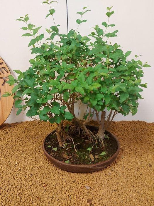 Liguster bonsai (Ligustrum) - Hoogte (boom): 40 cm - Diepte, Antiquités & Art, Curiosités & Brocante